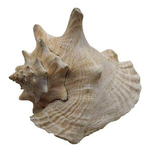 Large 8" Natural Conch Sea Shell Nautical Beach Ocean Decor Coastal Accent